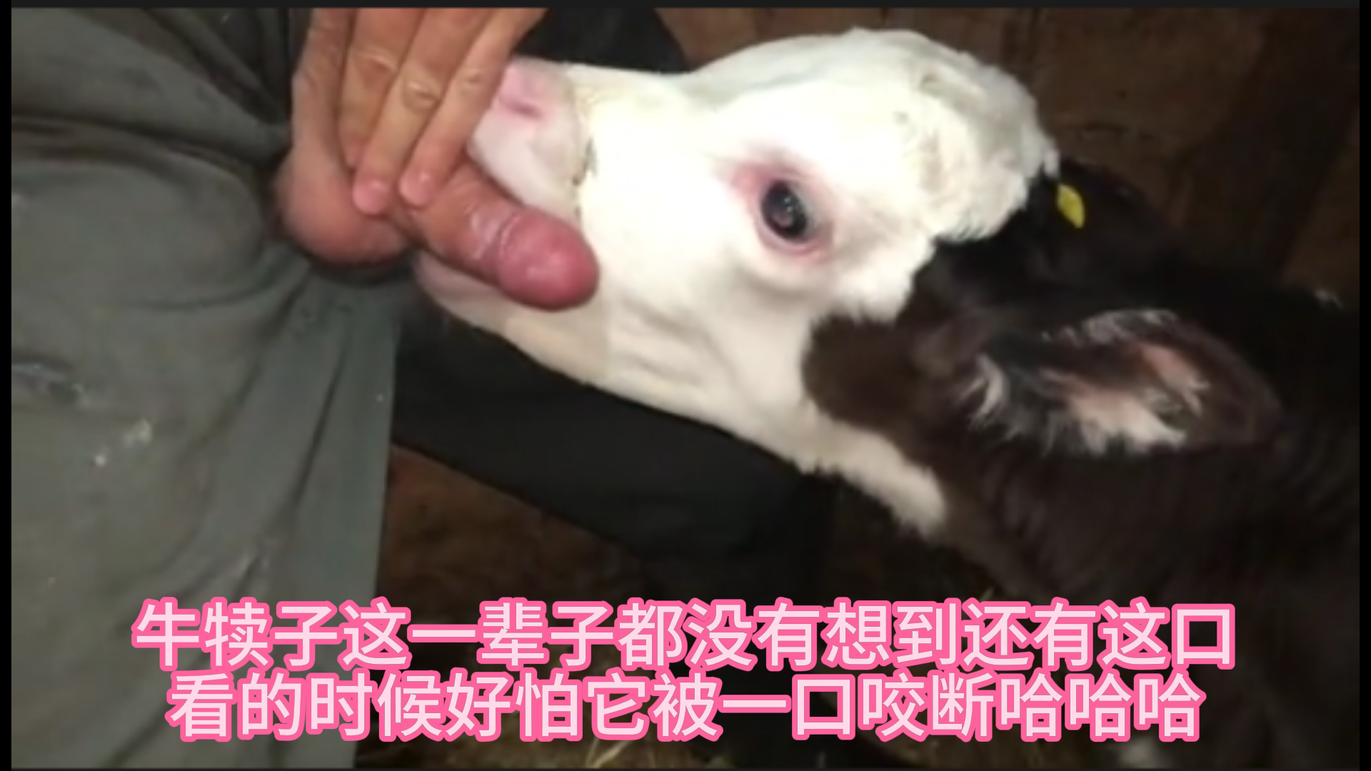 【全】牛犊子这一辈子都没有想到还有这口看的时候好怕它被一口咬断哈哈哈